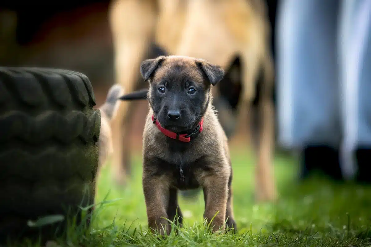 Les étapes essentielles pour éduquer efficacement un chiot Malinois de 2 mois