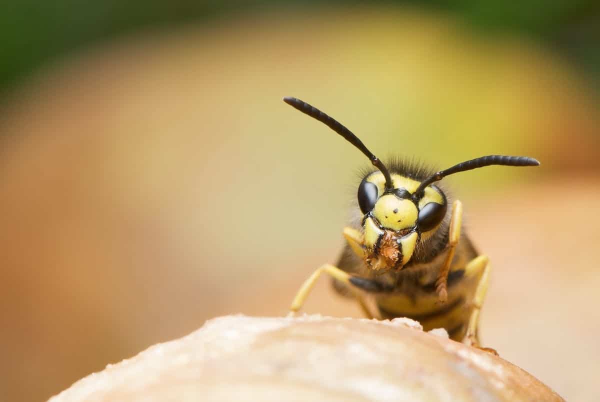 Que faire lorsqu’un frelon est dans la maison : stratégies d’éviction et précautions